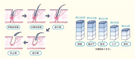 陰毛生長|陰毛